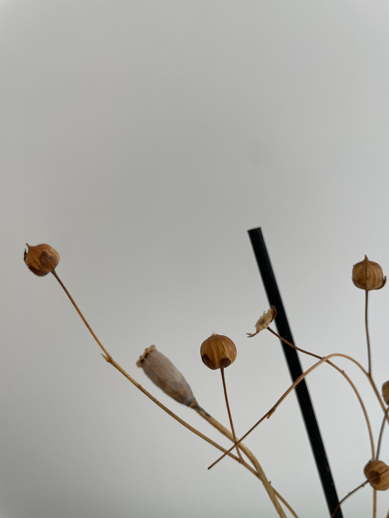 Диффузор «READING ROOM»