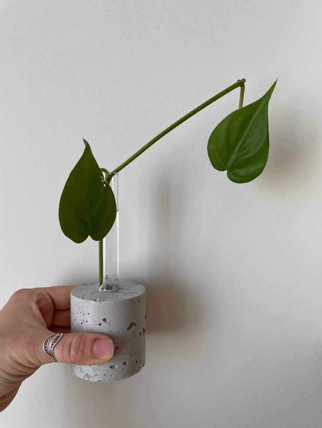 Ваза-пробирка/проращиватель - фотография товара