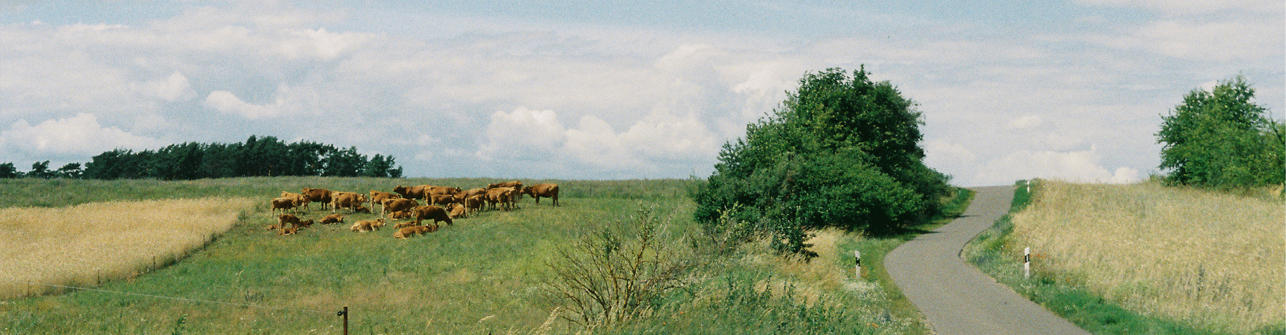 Luchik