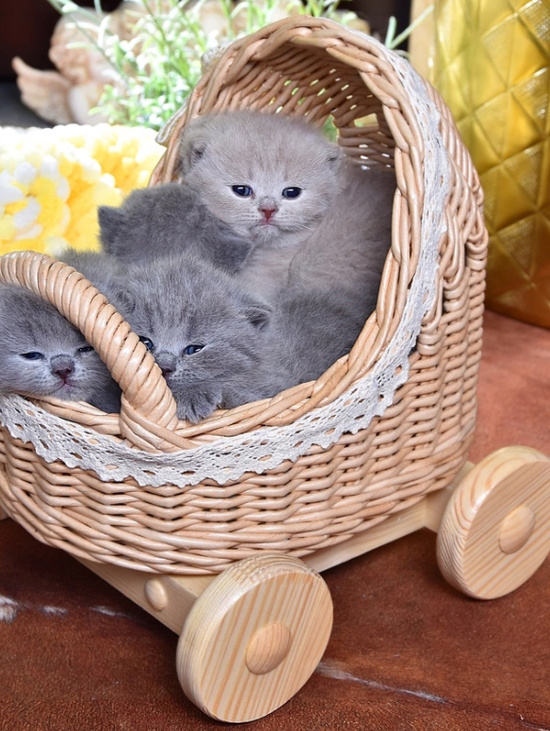 Плетеная коляска для кукол 23 см с постелькой